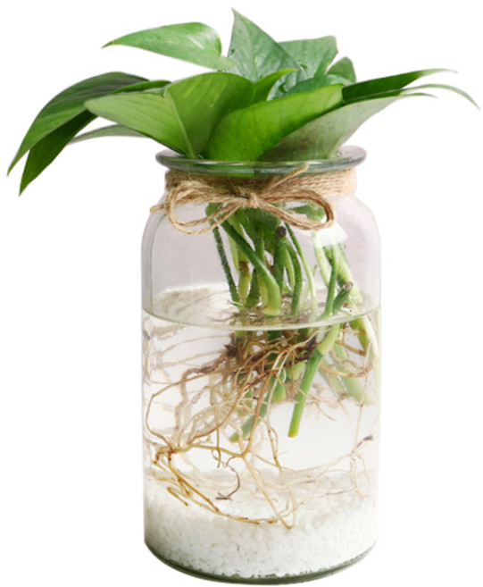 미미네아쿠아 스킨답서스 수경재배 키우기 - 공기정화식물 가습, 단품