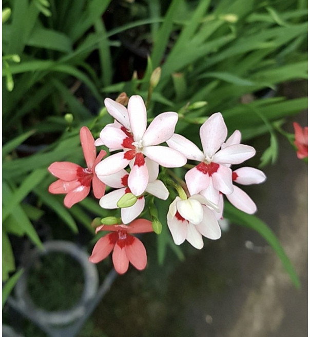 [삼다원]애기범부채, 1개