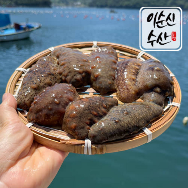 이순신수산 통영 해삼 해녀가 채취한 제철 자연산 참 해삼 500g 산지직송, 자연산 해삼 500g