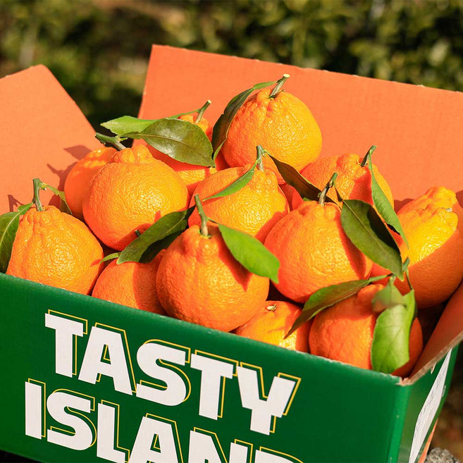 제주 고당도 한라봉 실속형 선물세트, 1박스, 10kg 중대과(30-48과)