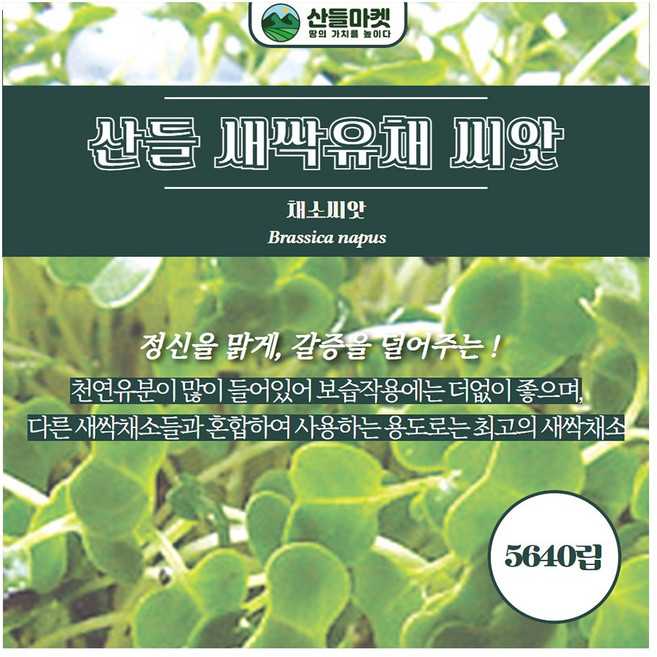 산들마켓 새싹 유채씨앗 5640립 갈증을 덜어주는 유채씨 종자, 2개