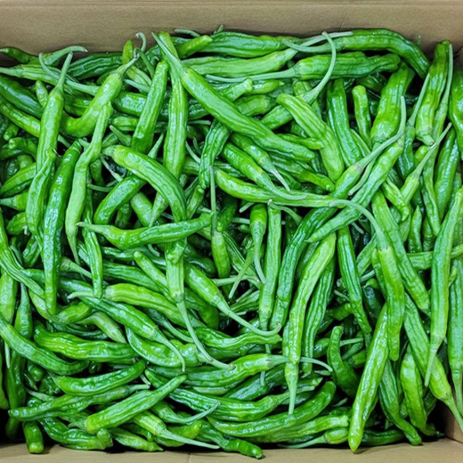 국내산 싱싱한 꽈리고추 특품, 500g, 1개