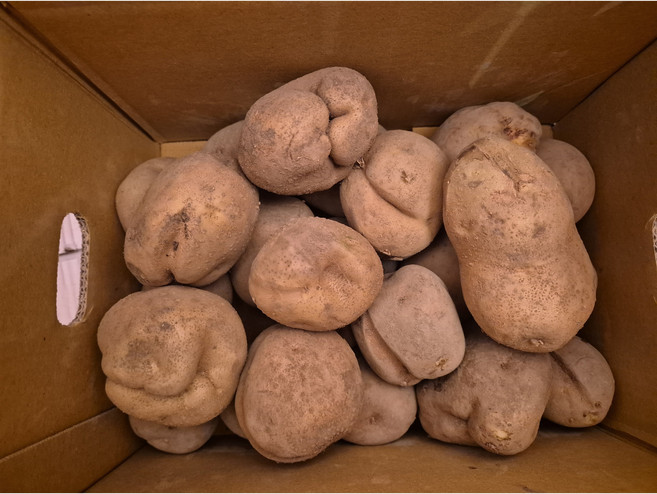 늘해랑 포슬포슬 햇 수미감자, 1개, 감자 못난이 10kg