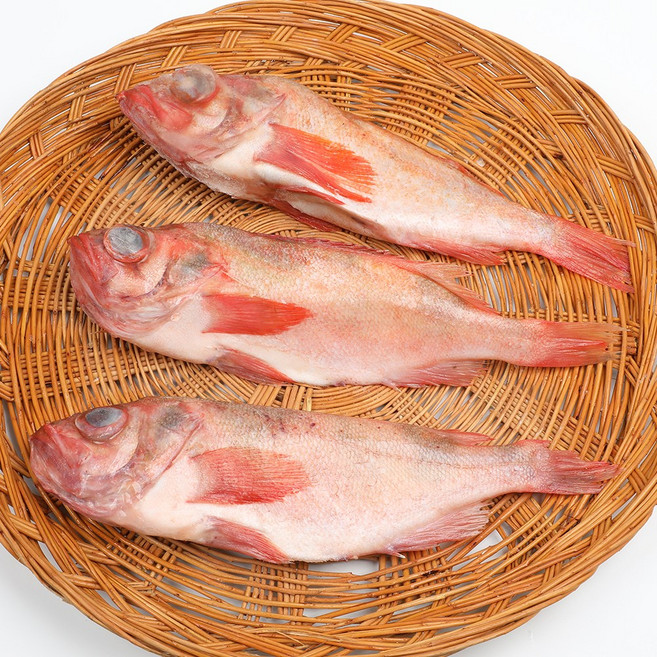자갈치닷컴 적어 32~34cm전후 고소한 생선 제수용, 500~700g, 3개