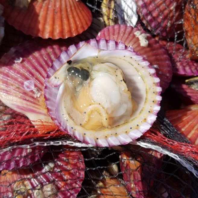산지직송 국산 통영 활 가리비 홍가리비 조개 구이 찜 캠핑 요리 1kg 2kg 3kg 4kg 5kg, 1개, 5kg (125~150미)