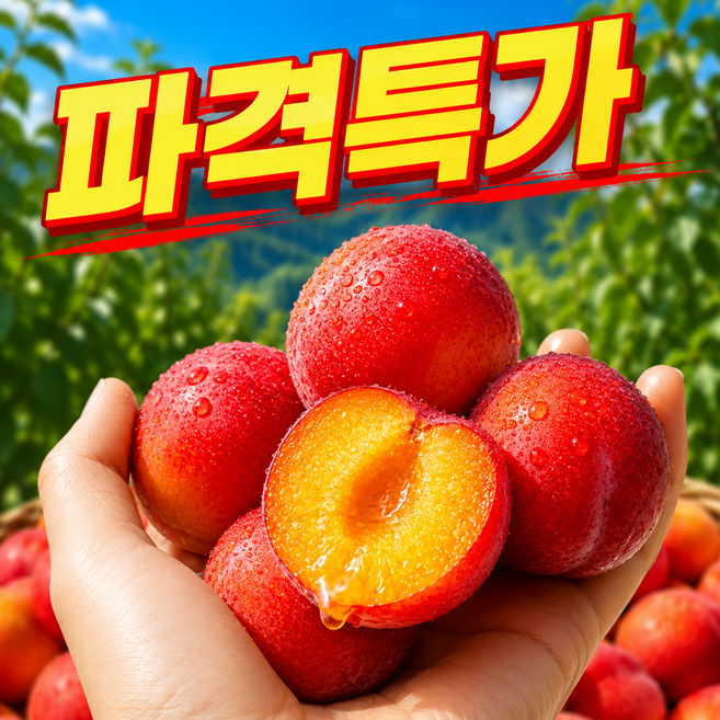 [100박스만파격초특가] 꿀brix 대석자두 하우스 자두, 1세트, 500g