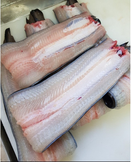 [당일300개한정판매!!] 대진양만 생산자직배송 풍천민물장어 자포니카 1.5kg 손질후500g2개[국내산:전라북도 고창군], 1개, 500g