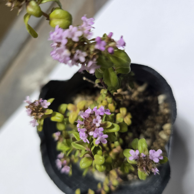 틔움해찬 백리향 야생화 공기정화식물 노지월동 10주, 1개