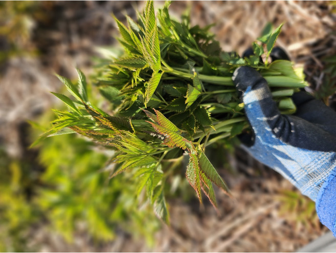 강원도 산지직송 눈개승마 삼나물 1kg, 1개