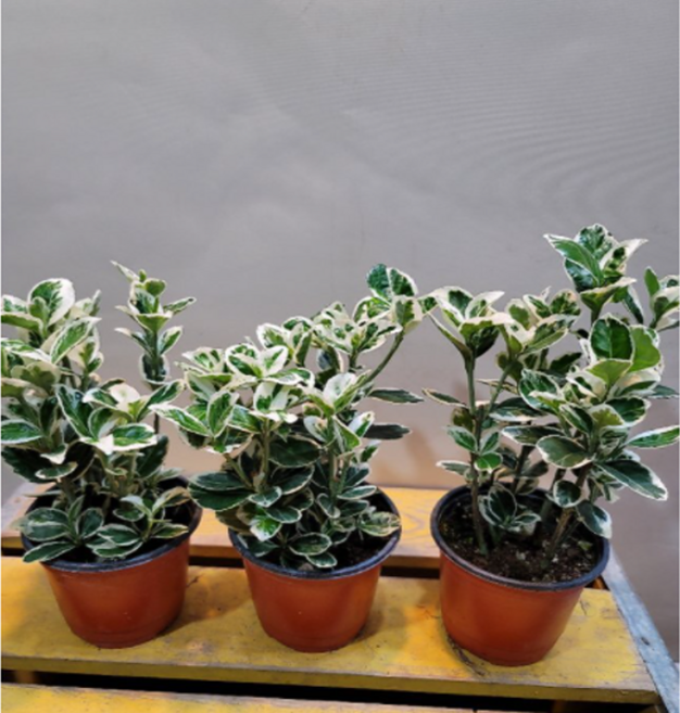 백사철(재입고) 은사철 (재입고), 1개