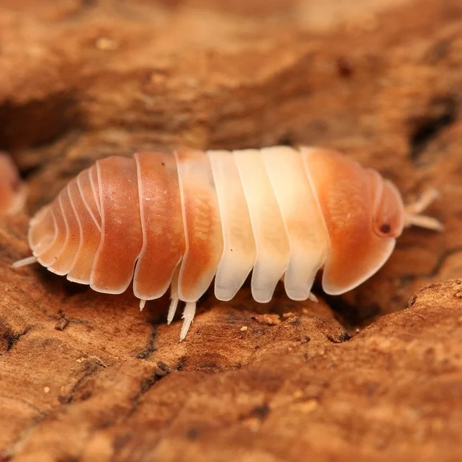 [안전포장] 엔비 등각류 쥐며느리 기본형 키우기 세트 5마리 분해생물 장수풍뎅이 사슴벌레 친구, 1세트, 쿠바리스 판다킹(레드)