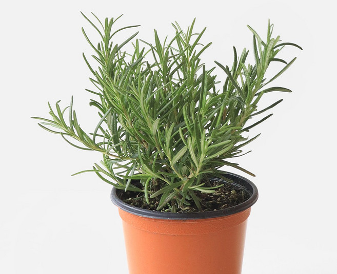 마이플랜트 로즈마리 소형 허브 모종, 1개