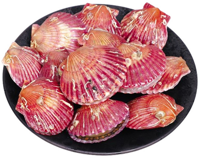 통영가리비 외 해산물 골라담기, 1개, 홍가리비2kg(40미전후 찜구이)