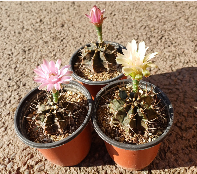 행복한꽃순이/미하노비치선인장/실생