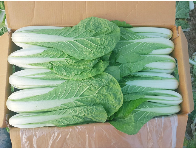 포천 운악의 뜰 아기열무 어린열무 얼갈이, 1박스, 얼갈이2kg