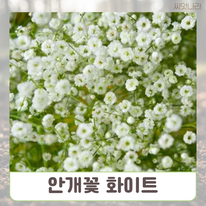 안개꽃 화이트 겹꽃 씨앗 15립 나라 희귀 꽃씨 야생화 pur+92531bb