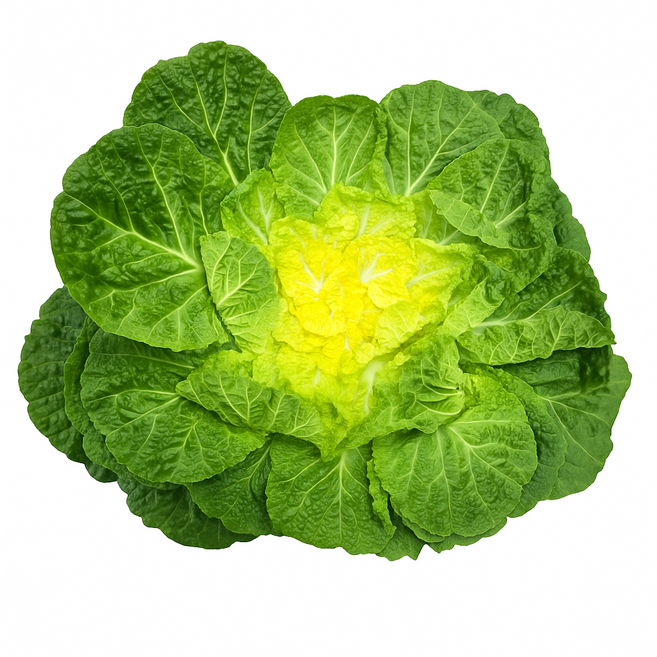 맛통령 국내산 봄동, 1박스, 10kg