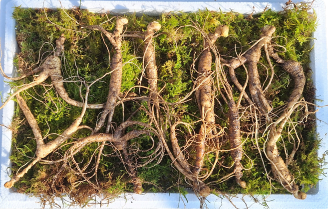 10-12년근 5뿌리 10뿌리 국지리산 파지삼 100% 산양삼 장뇌삼 산양산삼 국내산 산지직송 선물용, 5개, 10g