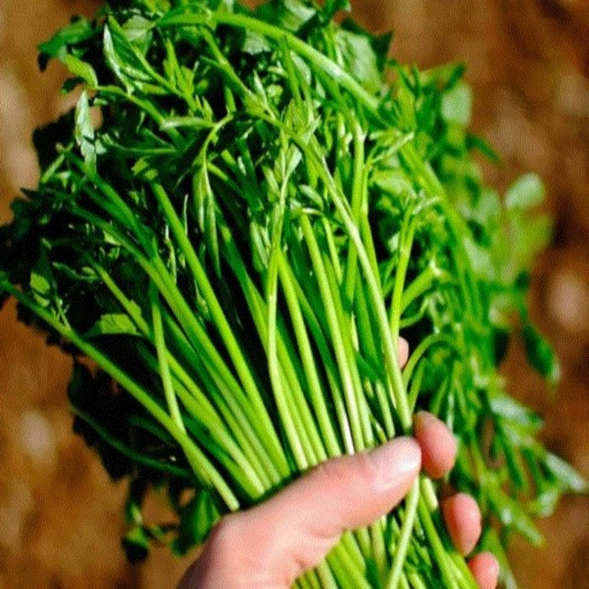 [산지직송] 청도 청정지하수 미나리 생으로 먹는 무농약 밭미나리 당일수확 당일발송, 1박스, 1kg