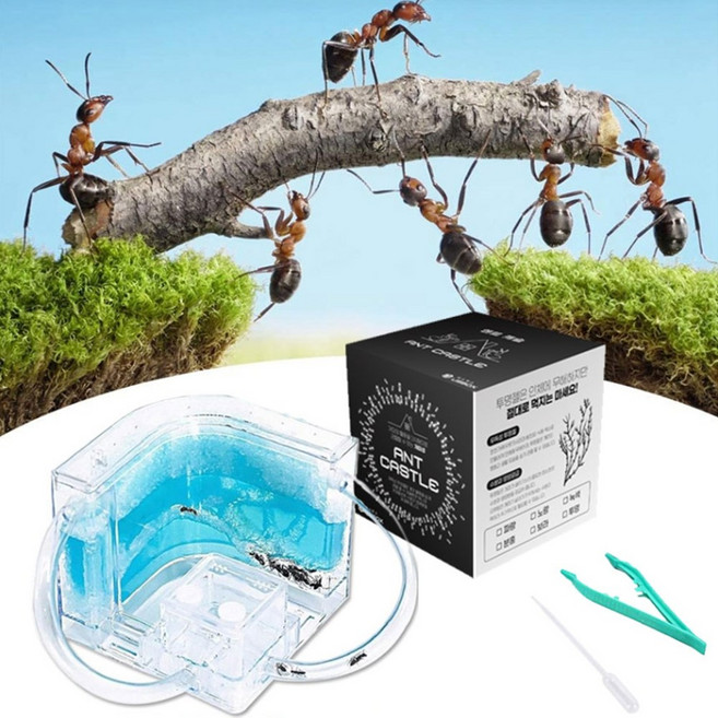 인증된 개미 키우기 세트 여왕개미 집 관찰하기 키트, 상품선택, 노랑