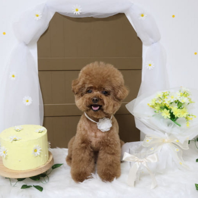애견포토존 봄 데이지 컨셉 생일파티 생일상 강아지배경지 반려동물 사진소품 촬영 콩이야놀자, 1개