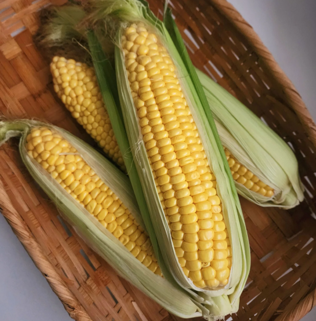 [달콤함 끝판왕] 산지 직송 제철 초당옥수수, 10개, 중과