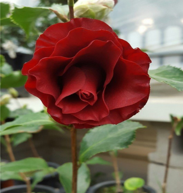 블랙로즈동백( 새로입고) 빨간색 꽃이 피는아이에요, 1개