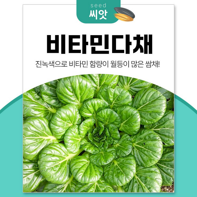 세경팜 비타민 함량이 풍부한 쌈채 비타민다채 씨앗 4000립, 3개