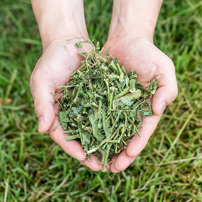 국산 말린 까마중(용규잎) 200g 까마중차 용계초 건조 건 말린 한방 차 국내산, 1개