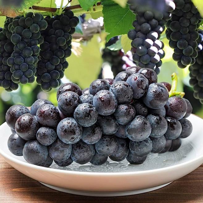 산지직송 하우스 고당도 거봉포도 김천포도 송산 캠벨, 1개, 하우스 거봉포도 2kg(3-5수내외)