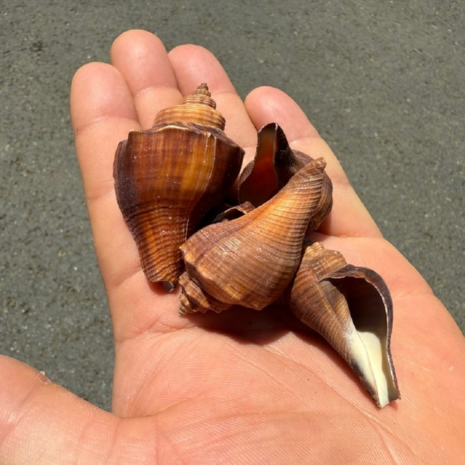 붉은긴 소라게껍질 4-6cm 5개입, 1개, 레드브라운