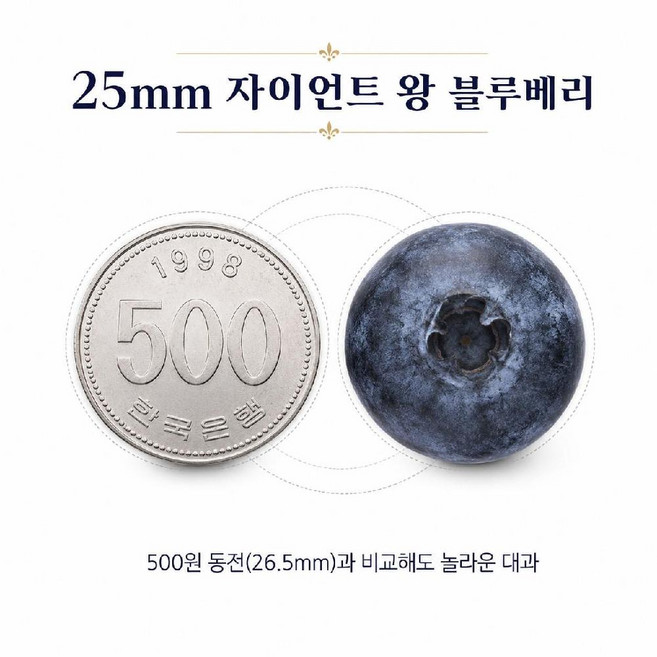 25mm 자이언트 왕블루베리 제니오숲 (1), 1개, 2팩 best
