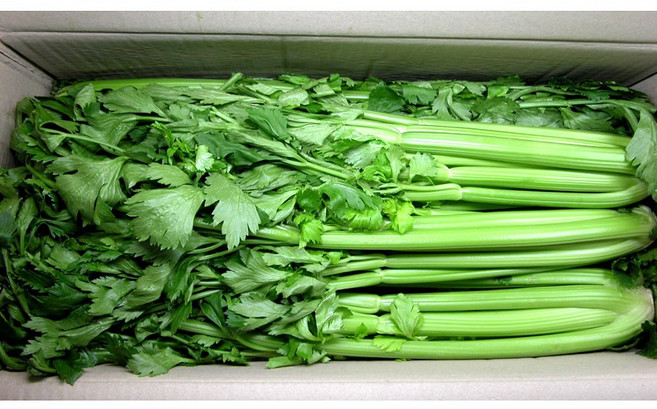 녹즙샐러리 3Kg, 1개