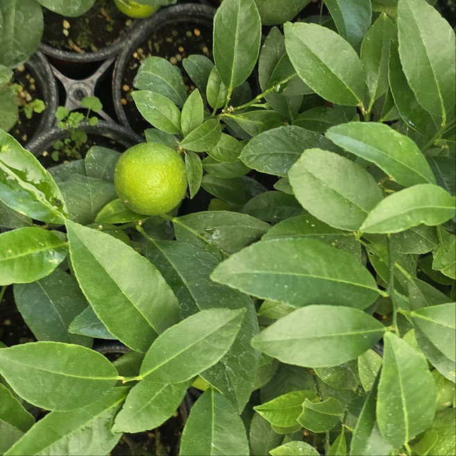 오렌지레몬나무 (소품) 오렌지레몬 열려요 향이 너무좋아요 키우기 쉬워요, 1개, 기본