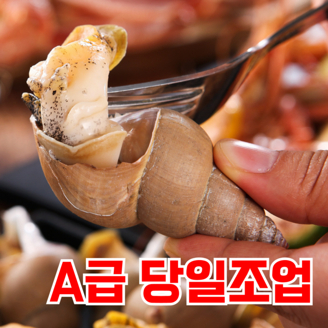 [명품쫄깃함] 자연산 백골뱅이 생물 백고동, 1박스, 3kg