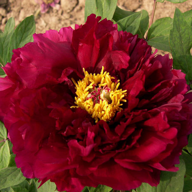 리서스원예 목단나무 묘목 겹꽃 목단묘목 개화주 목윤절윤 3지, 목윤절윤(6) 2-3지, 1개