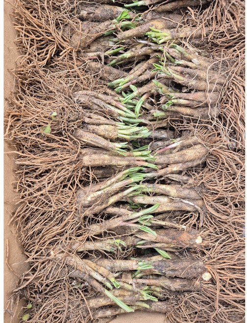 명이모종 10년차 100촉 산마늘종근 강원도 홍천 울릉도종 중묘, 100개, 중묘 100촉