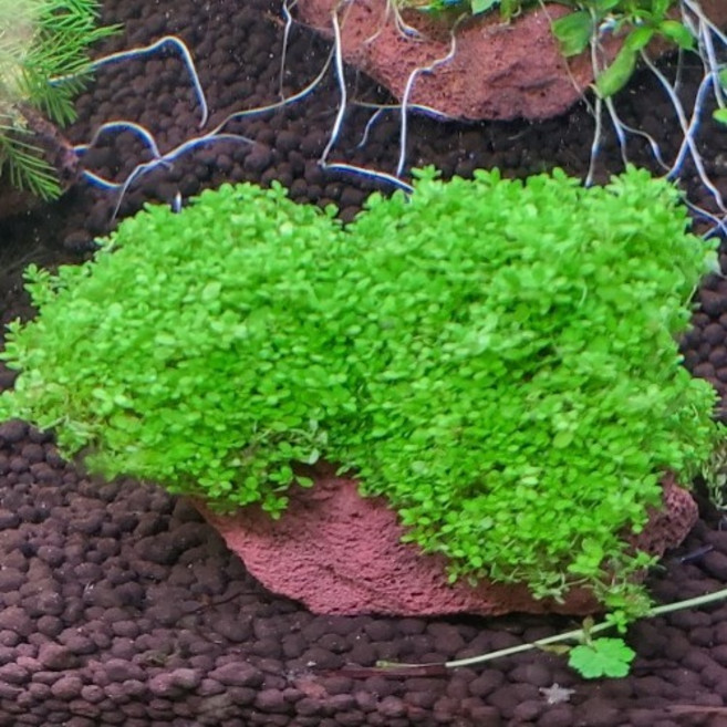 쿠바펄 ( 수상 ) 500원 동전 크기 전경수초, 1개