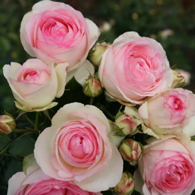 [여왕장미] 피에르 드 롱사르(Pierre de Ronsard) 프랑스 정원 대륜 덩굴장미 (비닐포트묘), 1개, 핑크아리보리블렌드