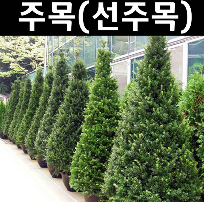 선주목 나무 묘목 H1.0m 분묘1개/조경수 생울타리, 약 H1.0m, 1개