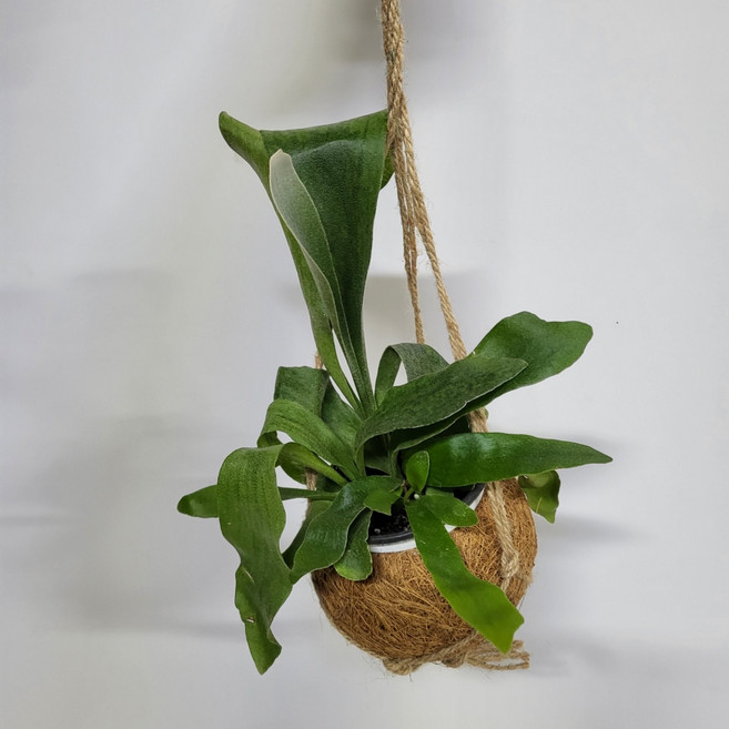 {무배}코코넛 박쥐란(M2) 2025 새상품/야자열매 박쥐란/공기정화식물, 1개