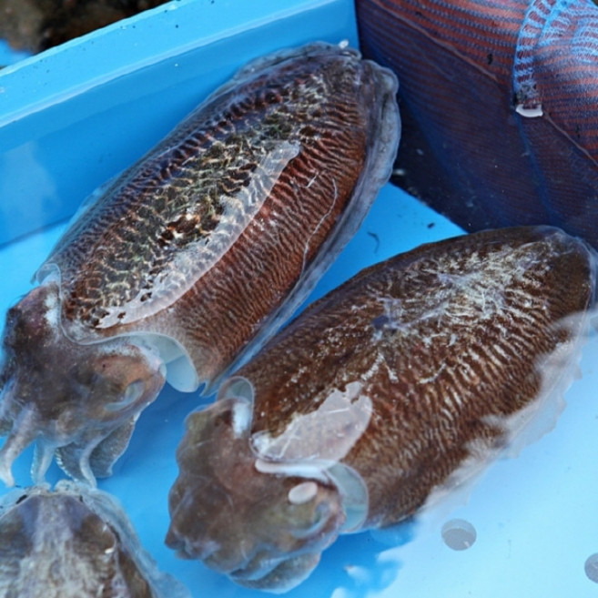 국내산 대왕 활 갑오징어 1kg 2-4미 생물 오징어, 1개