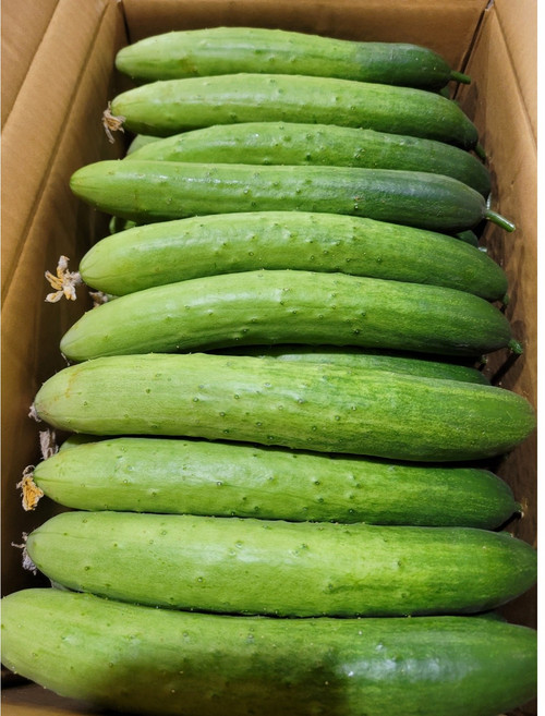 약수농장 국내산 백오이 백다다기오이 5kg (특) 10kg (특), 1박스, 백오이5kg(특)