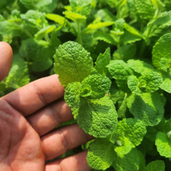 애플민트[ 농장직접생산] 허브 향신료 1팩 100g 모히또용, 애플민트 100g 모히또용(사이즈길어요 큰잎), 1개