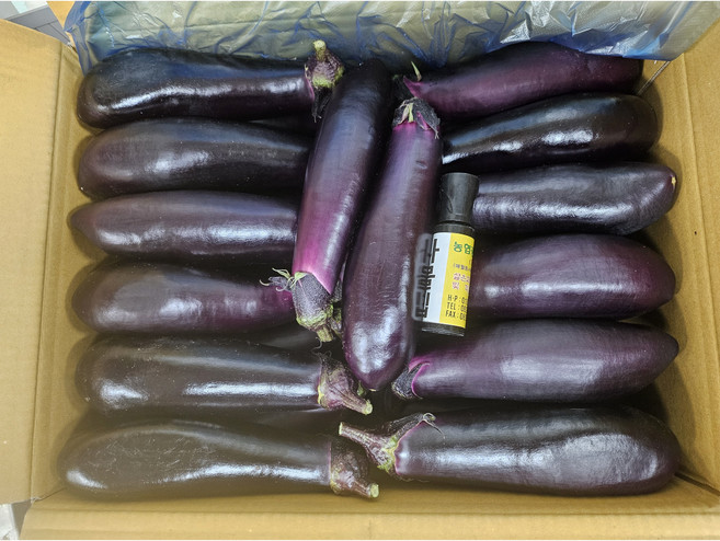 전라도 가지, 1개, 1kg