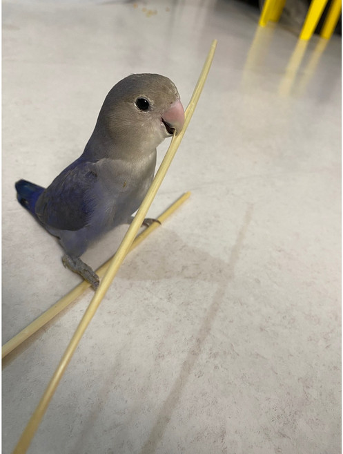 신나서상사 천연 밀짚 앵무새 장난감, 30g, 2세트