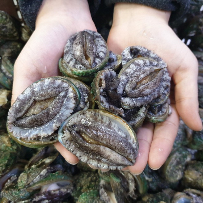 완도 활 전복 1kg 20-25미 당일조업 구이용 삼계탕전복 정직한중량 산소팩포장 사이즈별선택, 1개, 01.전복 20-25미 1kg