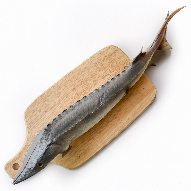 [한소픈] 물고기 생선 모형 모음 물고기 장식 수산물 모형, 15.철갑상어