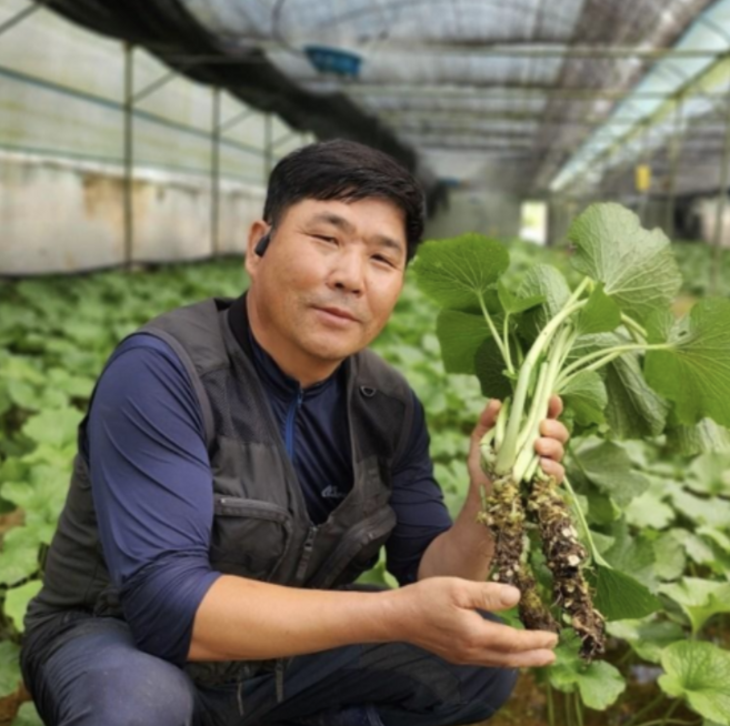 산지직송 강원도 생와사비 뿌리 고추냉이 근경, 1개, 100g(일반급)