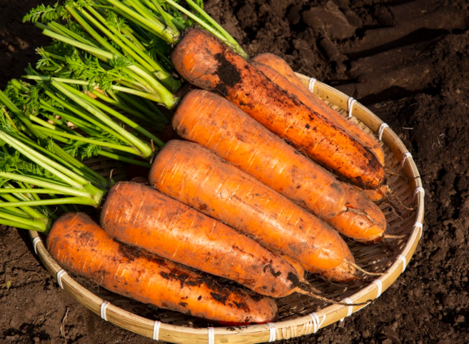 [초초특가] 구좌 당근 산지직배송, 1박스, 상급 2kg